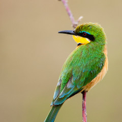 Masai Mara, Kenya. Little Bee-eater (Merops pusillus) in habitat.