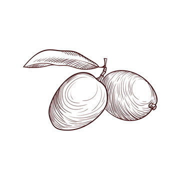 vector drawing dika fruits
