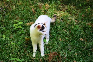 ねこ　みけねこ　のら　秋　風景　