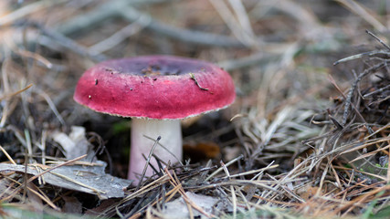 mushroom in the forest