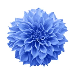 Fotobehang Blauwe Dahlia bloem de knolachtige tuinplant geïsoleerd op een witte achtergrond met uitknippad, blauwe Dahlia is een symbool van een nieuw begin en een nieuw hoofdstuk. © Chansom Pantip