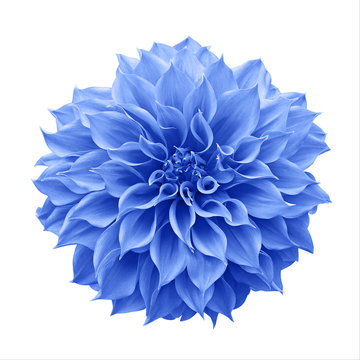 Naklejki Blue Dahlia flower the tuberous garden plant isolated on white background with clipping path, blue Dahlia is a symbol of a new beginning and a new chapter.