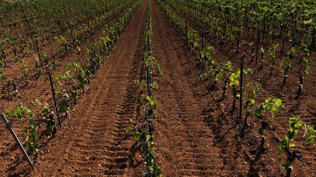 Young vineyard lines with canopy management. Vineyard in a beautiful valley.