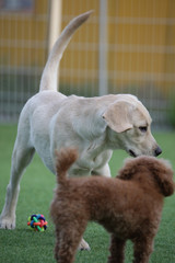 Fototapeta premium Happy puppies in a private playground
