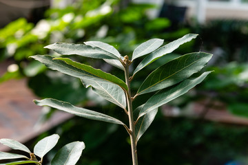 Obraz premium Close up view of laurus novocanariensis, a species characteristic of laurel forest named laurisilva in Canary islands