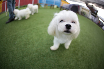 Happy puppies in a private playground