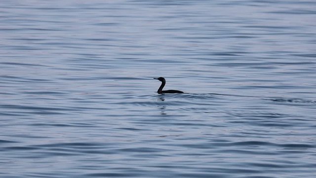 Pelagic cormorant (Phalacrocorax pelagicus), or Baird's cormorant or pelagic shag. Wild seabird swimming  in calm winter sea water.