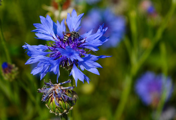 Bee on a flower