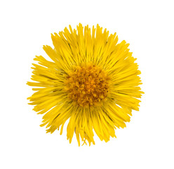yellow coltsfoot (tussilago farfara) flower top view isolated