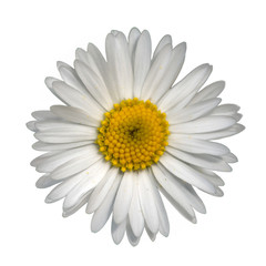 white common lawn daisy (Bellis perennis) flower top view isolated