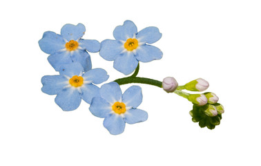 blue forget-me-not (myosotis sylvatica) flowers and buds isolated