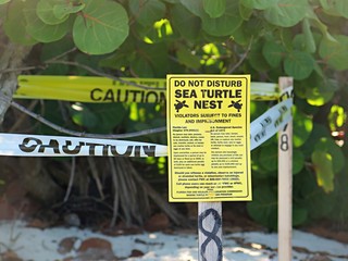 Meeresschildkröten Nest in Naples, Florida
