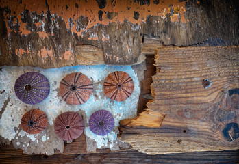 colorful sea urchin shells collection on grunge weathered wood background, some space for text
