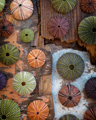 colorful sea urchin shells collection on grunge weathered wood background, some space for text