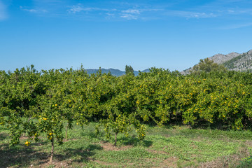 Fototapeta na wymiar Orange trees in the orchard and cyan oranges on the tree