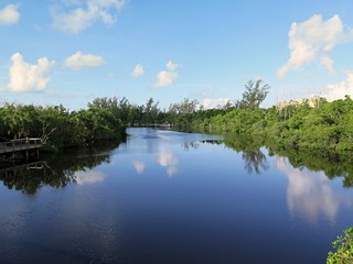 Natur im Gordon River Greenway Park in Naples, Florida