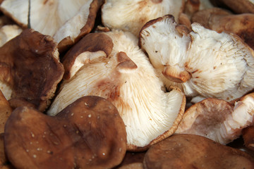 Shiitake mushrooms full frame photo. Mushrooms pattern.