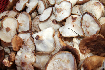 Shiitake mushrooms full frame photo. Mushrooms pattern.