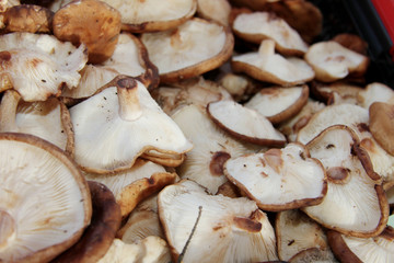 Shiitake mushrooms full frame photo. Mushrooms pattern.