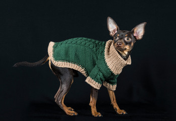 Le petit pull à Ooligan