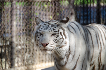 White Bengal Tiger in the zoo