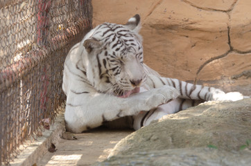 White Bengal Tiger in the zoo