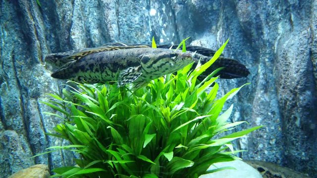 Blotched snakehead (Channa lucius) or Forest snakehead fish in aquarium, 4K.