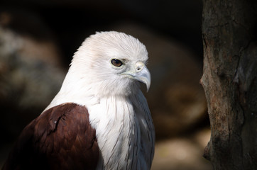 Brahminy Kite(Red-backed Sea Eagle)