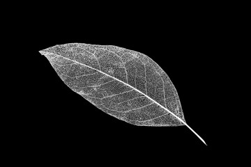 Dry leaf detail texture on black background. Skeleton of leaf.