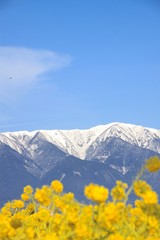 菜の花と比良山