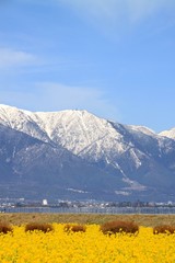 菜の花と比良山