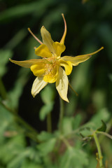 Golden columbine
