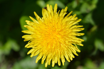 Common dandelion