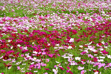 コスモス畑