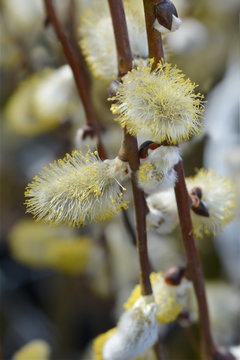 Kilmarnock Willow