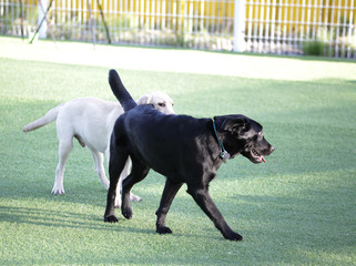 Happy puppies in a private playground