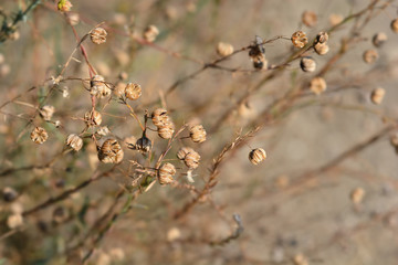 Alpine flax