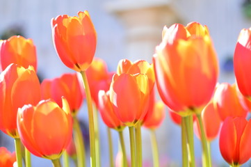 チューリップ畑