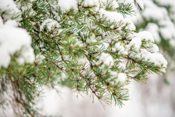 fir branches in the snow