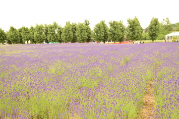 北海道ラベンダー畑