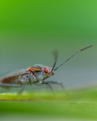 Fototapeta na wymiar closeup red eyed bug
