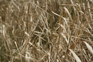 close up dry grass, brown background, hay, plants without water