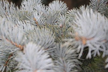 green background, close up branches of spruce, nature, evergreen tree needles