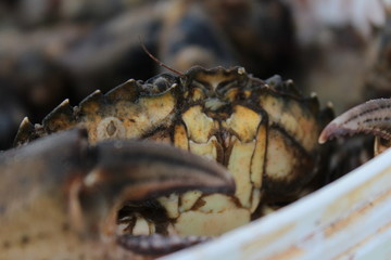 close up of a crab