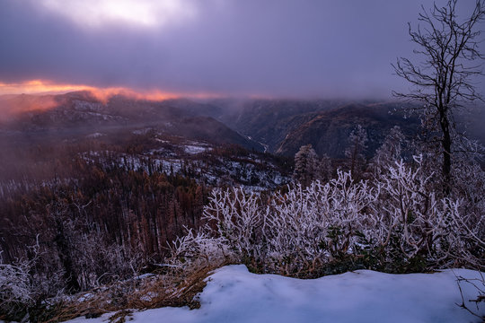 snow covered plants on mountain at sunset
