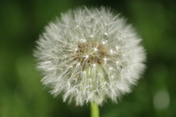 close up of white flower dandelion, at blurry green grass background