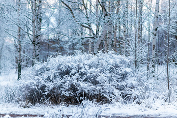 winter forest in the snow