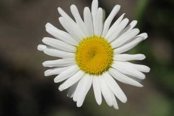 close up of white camomile on blurry green background, natural background