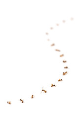 A dead of ants in queue line up s curve