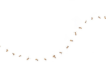 The ant bodies line up in curve form like its walking line